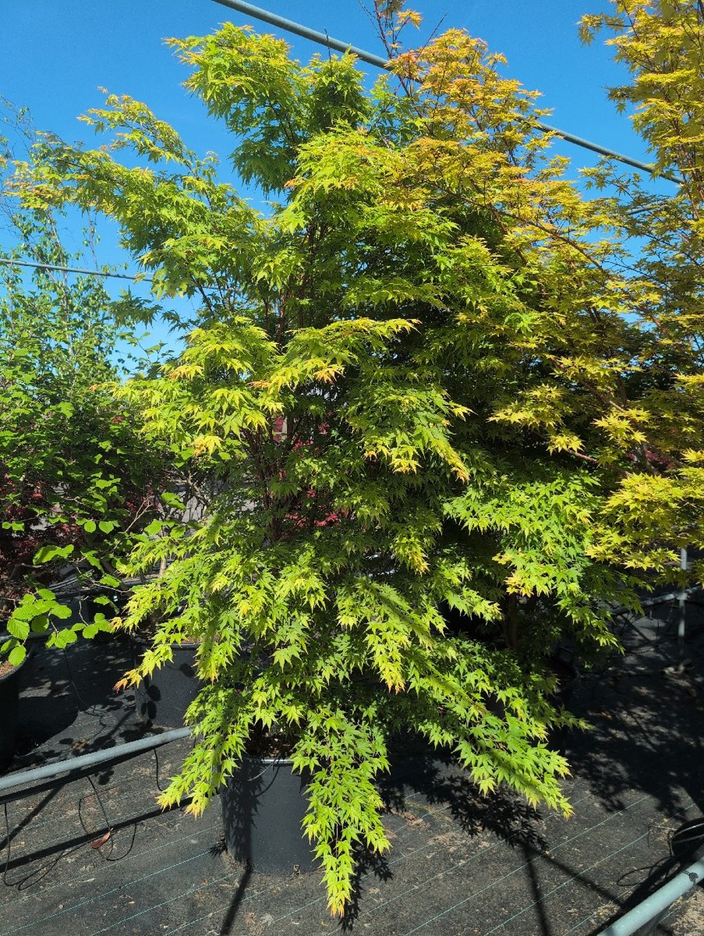 Acer pal. 'Sangokaku' - 200-250 CM in Cont.